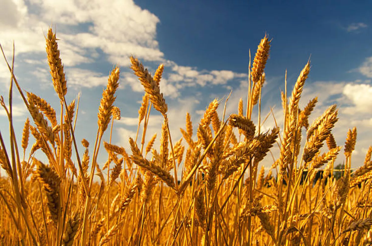 Ціни на пшеницю в Україні стрімко впали. Ілюстративне фото istockphoto