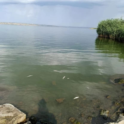 В Хаджибейському лимані виявили загиблу рибу. Фото: Держекоінспекція