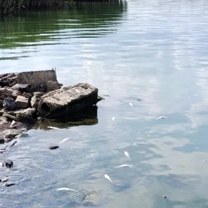 В Хаджибейському лимані виявили загиблу рибу. Фото: Держекоінспекція