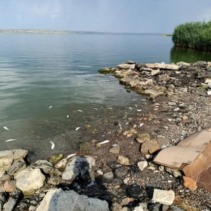 В Хаджибейському лимані виявили загиблу рибу. Фото: Держекоінспекція
