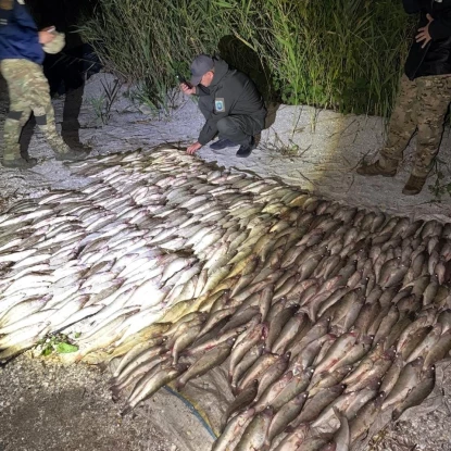 Незаконно виловлена риба. Фото Держекоінспекція Південно-Західного округу