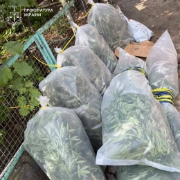 У Миколаєві чоловік вирощував коноплі та зберігав понад 10 кг канабісу. Фото: прокуратура Миколаївської області