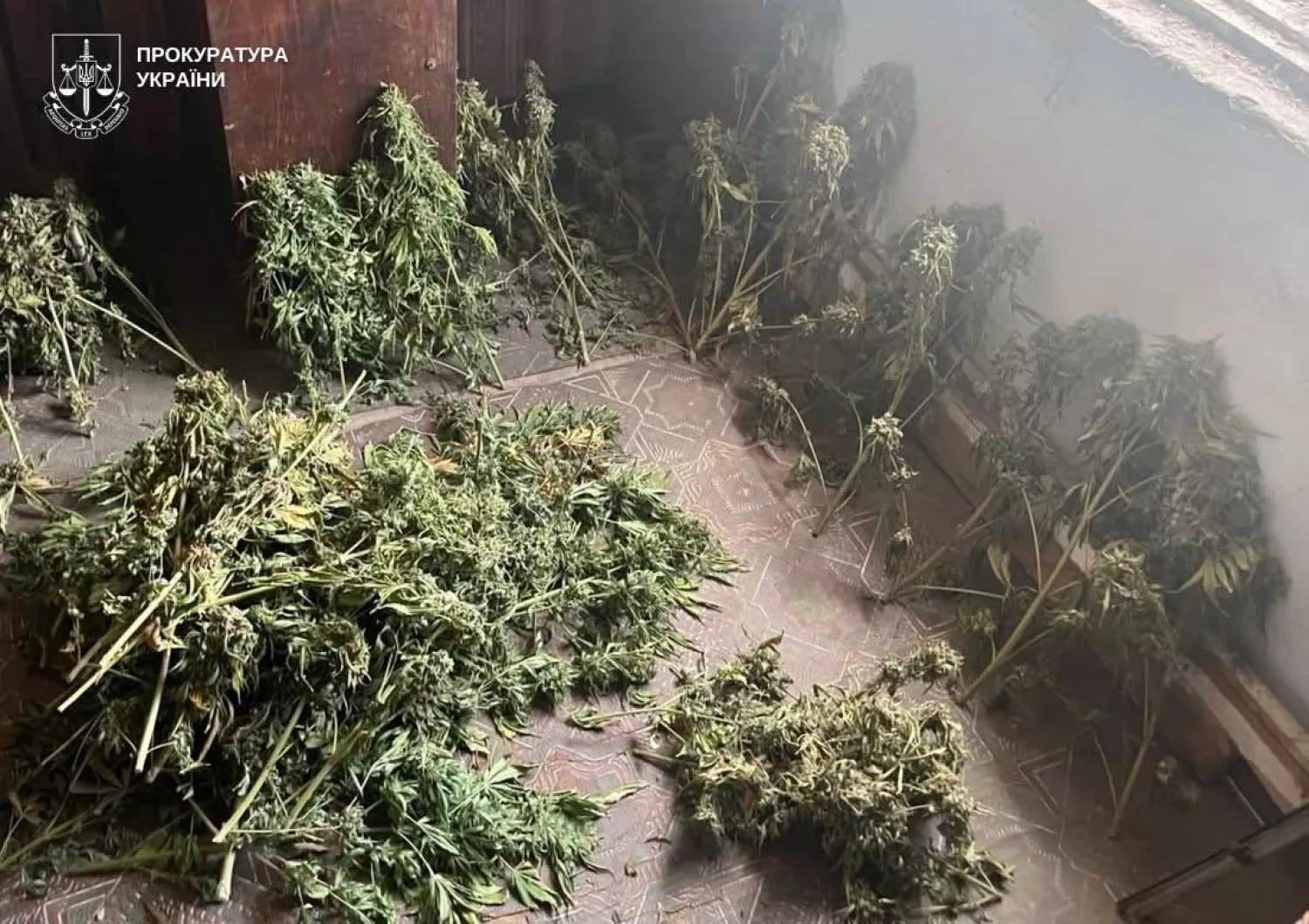 У Миколаєві чоловік вирощував коноплі та зберігав понад 10 кг канабісу. Фото: прокуратура Миколаївської області