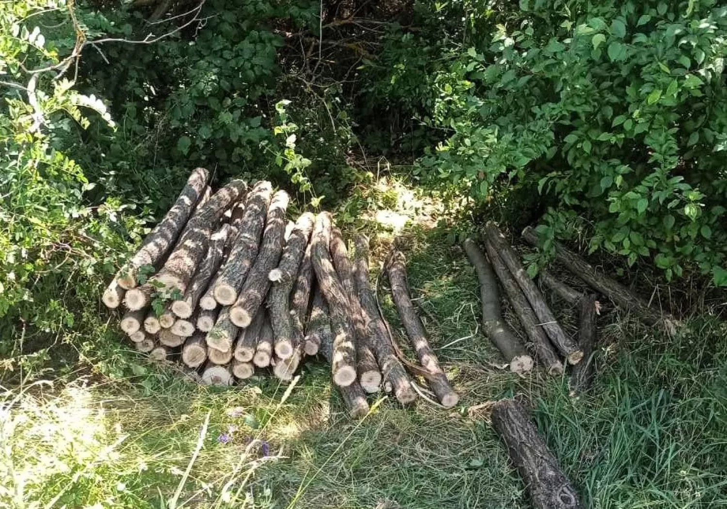 Незаконна вирубка дерев на Миколаївщині. Фото Держекоінспекція Південно-Західного округу