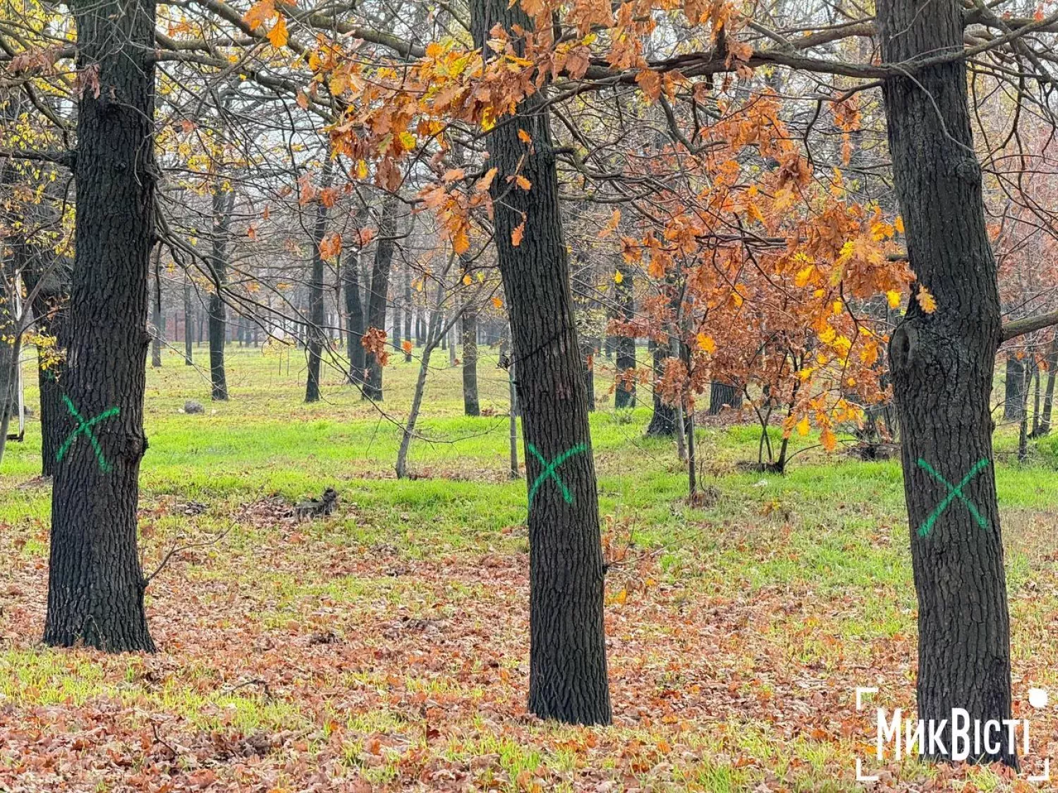 На дубах уздовж вулиці Кобера у Миколаєві з’явилися зелені мітки на спил. Фото: листопад 2025, читачі «МикВісті»