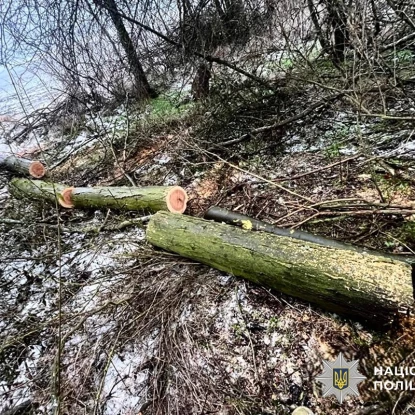 На Миколаївщині судитимуть групу за незаконну вирубку дерев на 2,9 млн грн. Фото нацполіції