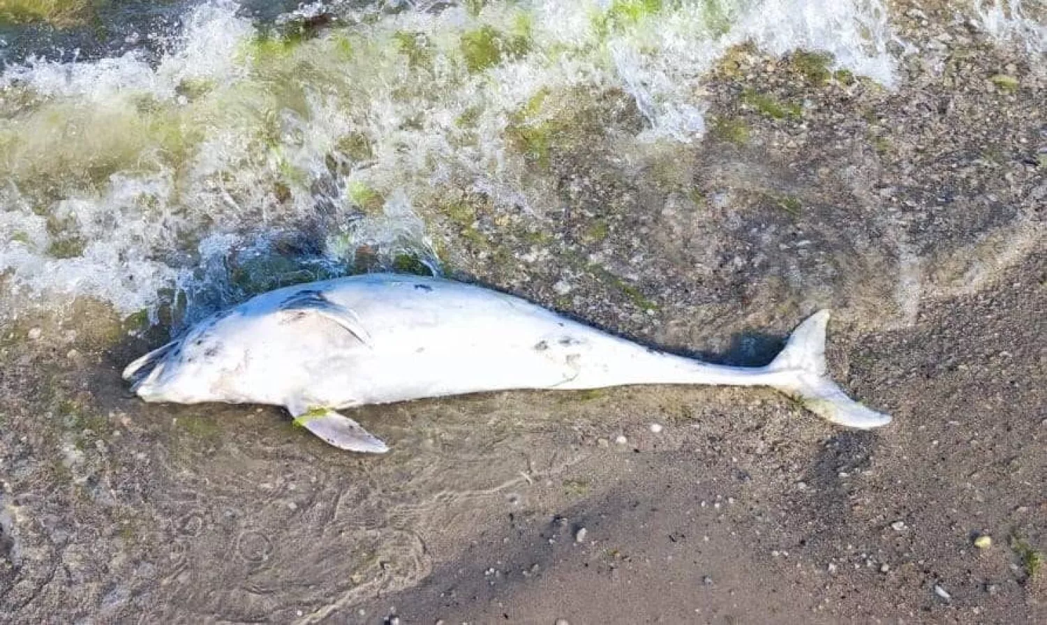 Загиблий китоподібний на узбережжі Чорного моря. Фото: Іван Русєв/Facebook