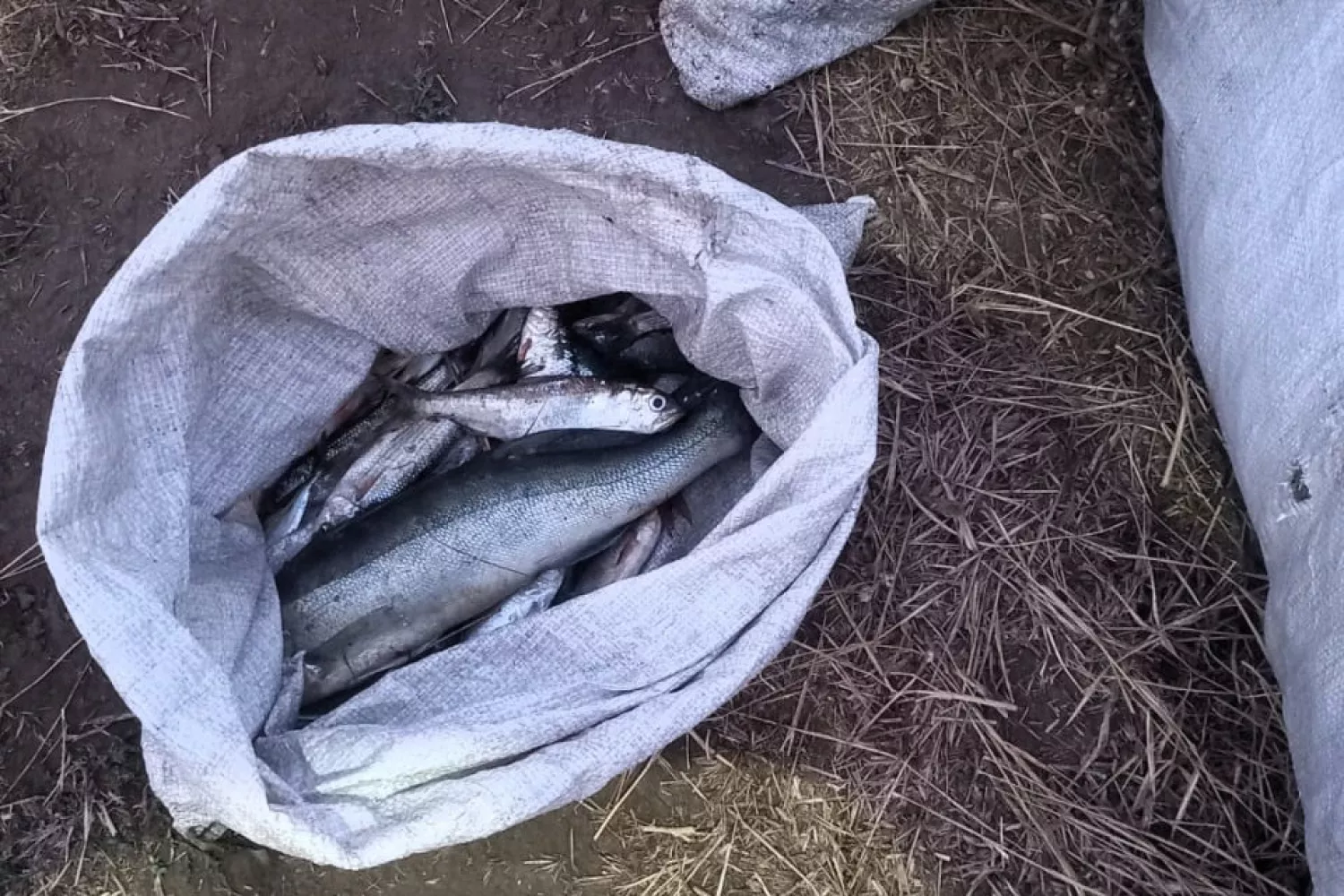 Чоловік незаконно виловив понад 30 рибин у Березанському лимані. Фото: Держекоінспекція