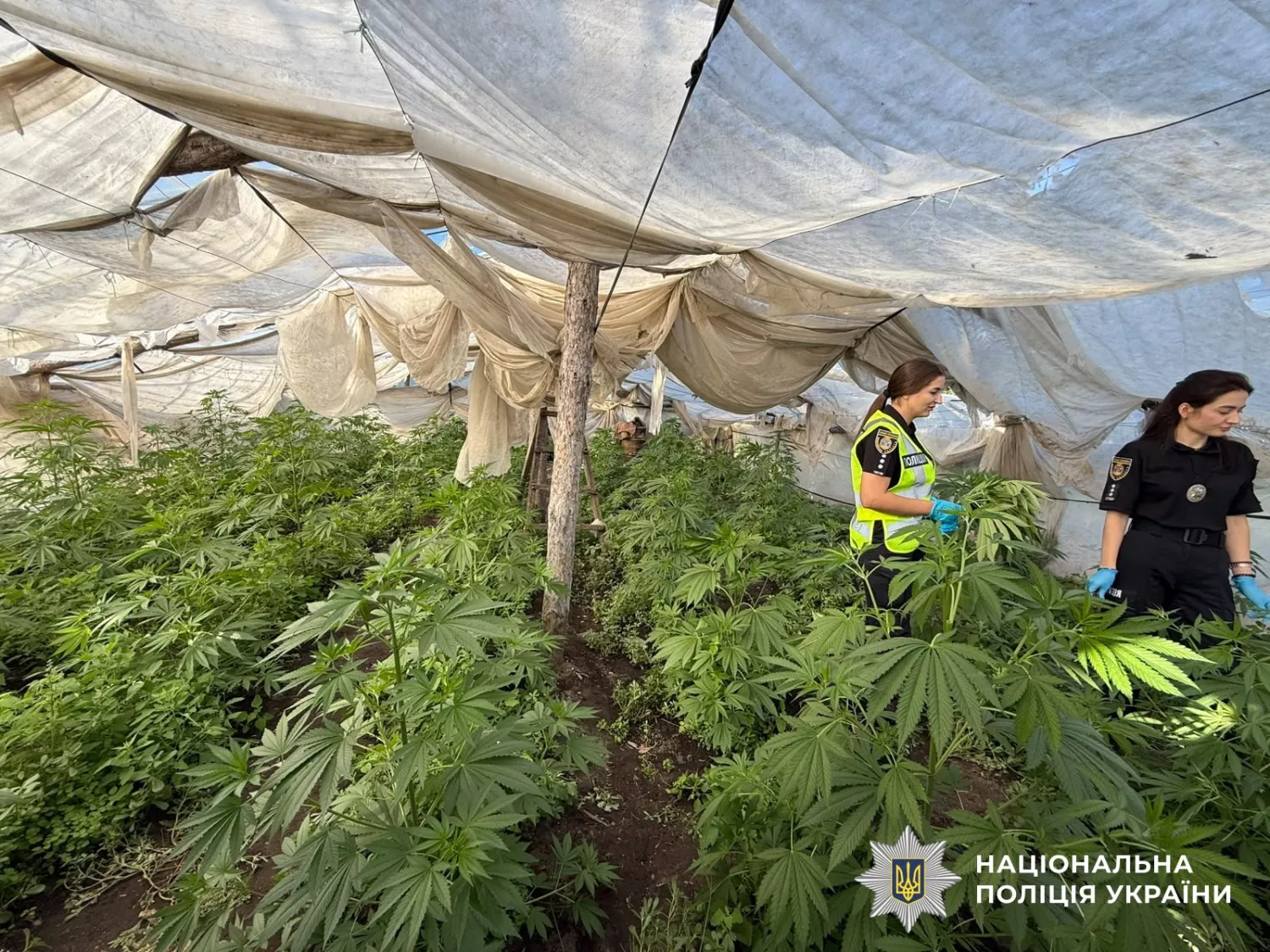 На Миколаївщині затримали трьох підозрюваних у наркоторгівлі. Фото: Нацполіція