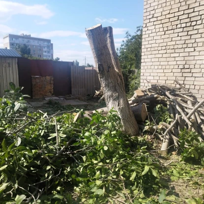 У Миколаєві чоловік незаконно спиляв дерево. Фото: Держекоінспекція