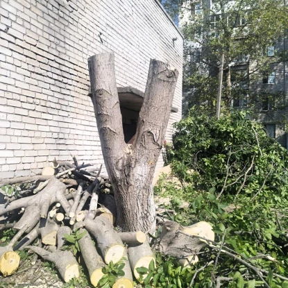 У Миколаєві чоловік незаконно спиляв дерево. Фото: Держекоінспекція