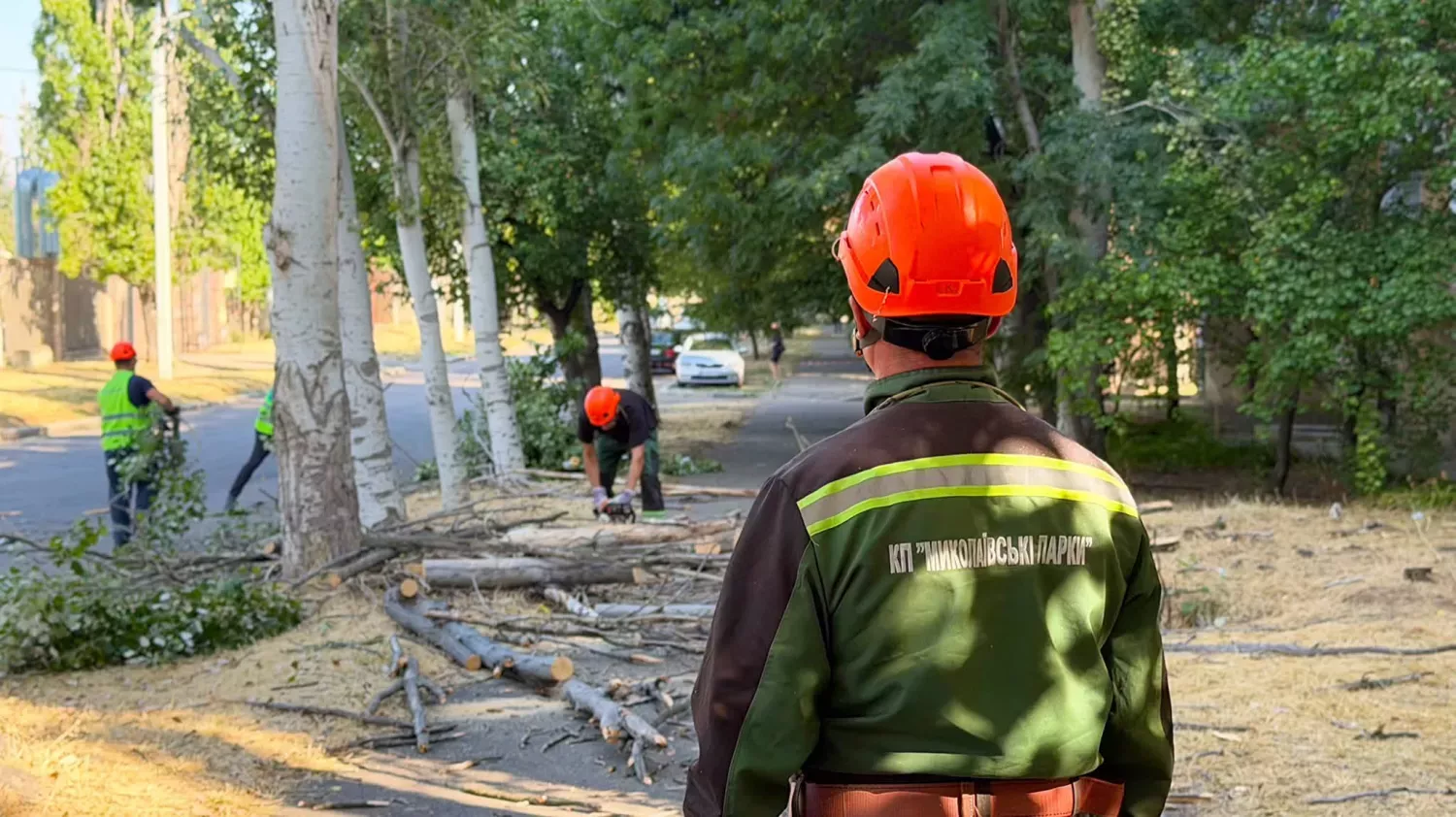 На вул. 6-й Слобідській збираються зрубати 22 тополі. Ілюстративне фото Миколаївської міськради