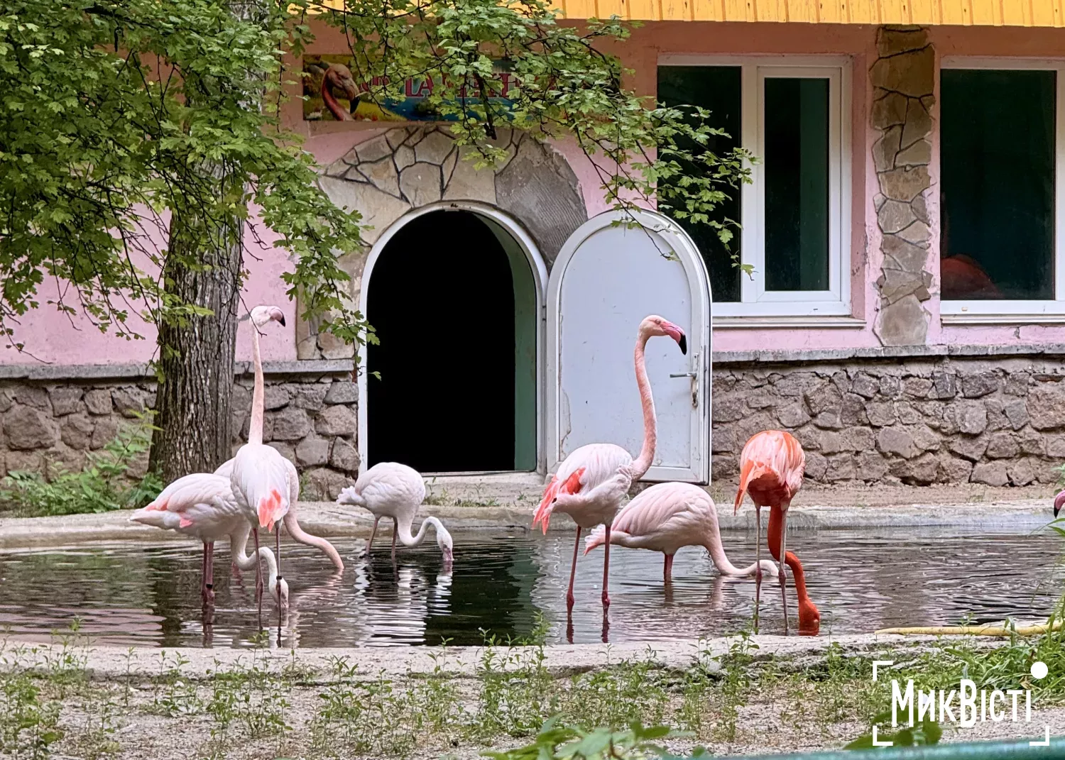 Для ставків Миколаївського зоопарку планують пробурити 60-метрову свердловину. Фото: МикВісті