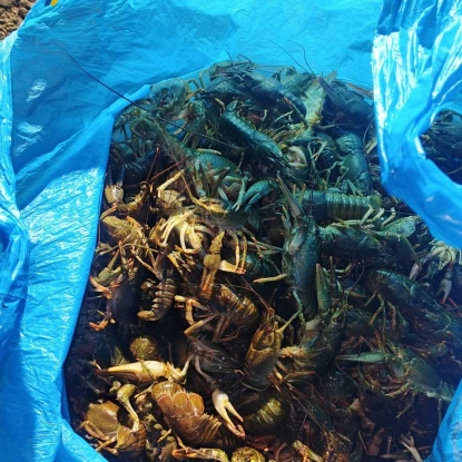 На Миколаївщині браконьєр з аквалангом незаконно виловив 182 раків. Фото: Миколаївський рибоохоронний патруль