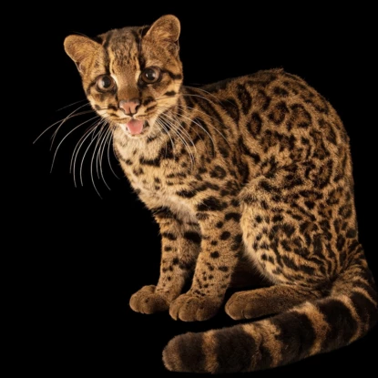 Новий вид дикої кішки Leopardus tilcayo. Фото National Geographic