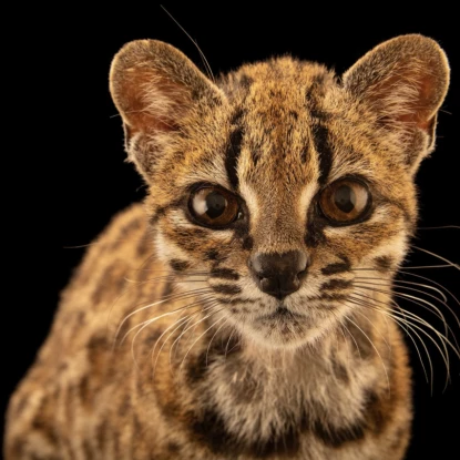 Новий вид дикої кішки Leopardus tilcayo. Фото National Geographic