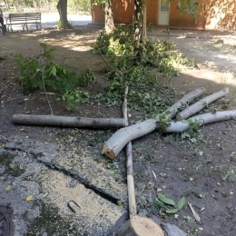 У Миколаєві біля лікарні спиляли горіх. Фото: Держекоінспекція