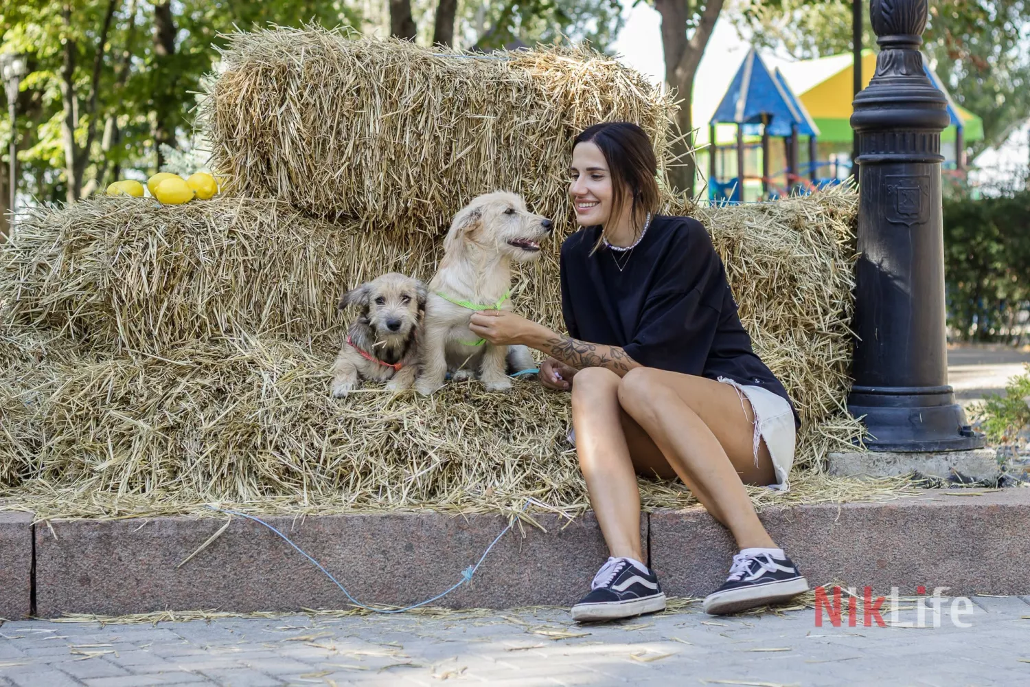 40 собак шукали дім у Миколаєві, п’ятьох вдалося прилаштувати. Фото: NikLife