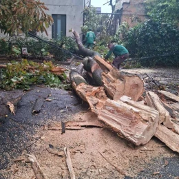 Злива та сильний вітер повалили дерева в Одесі. Фото: Одеська міська рада