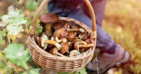На Миколаївщині зафіксували новий випадок отруєння грибами. Ілюстративне фото: Pixabay