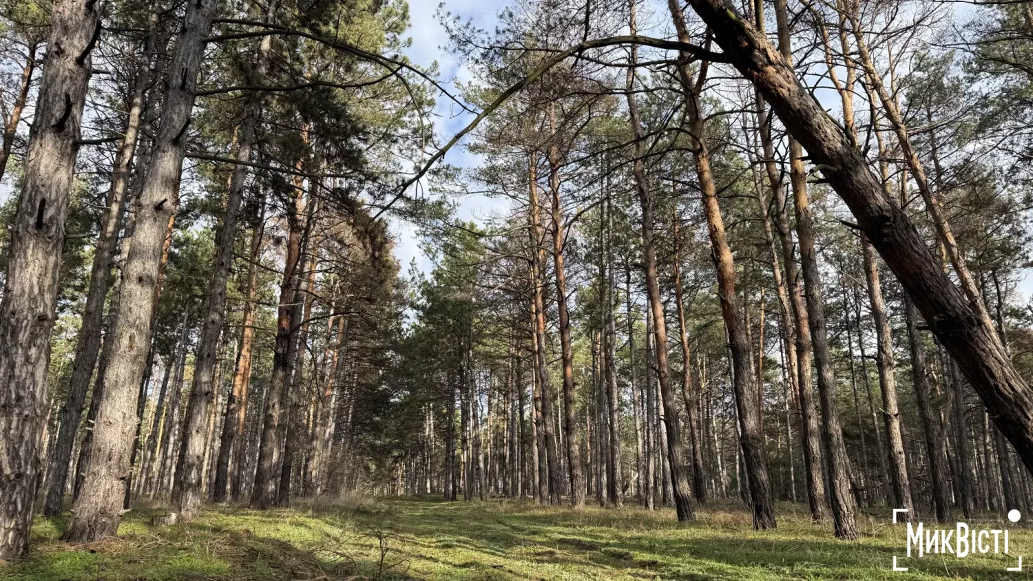 На Миколаївщині ще одне мисливське господарство відмовилось від угідь. Фото: МикВісті