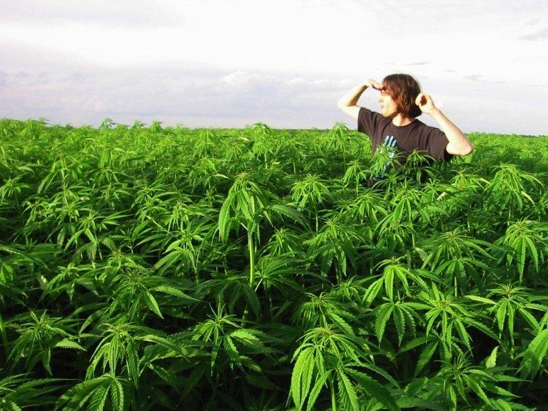 Репортаж о плантации марихуаны что за наркотик кристаллы